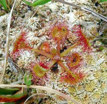 Image of Common Sundew