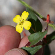 Image de Camissoniopsis ignota (Jeps.) W. L. Wagner & Hoch