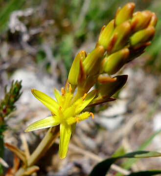 Image of Bog asphodel