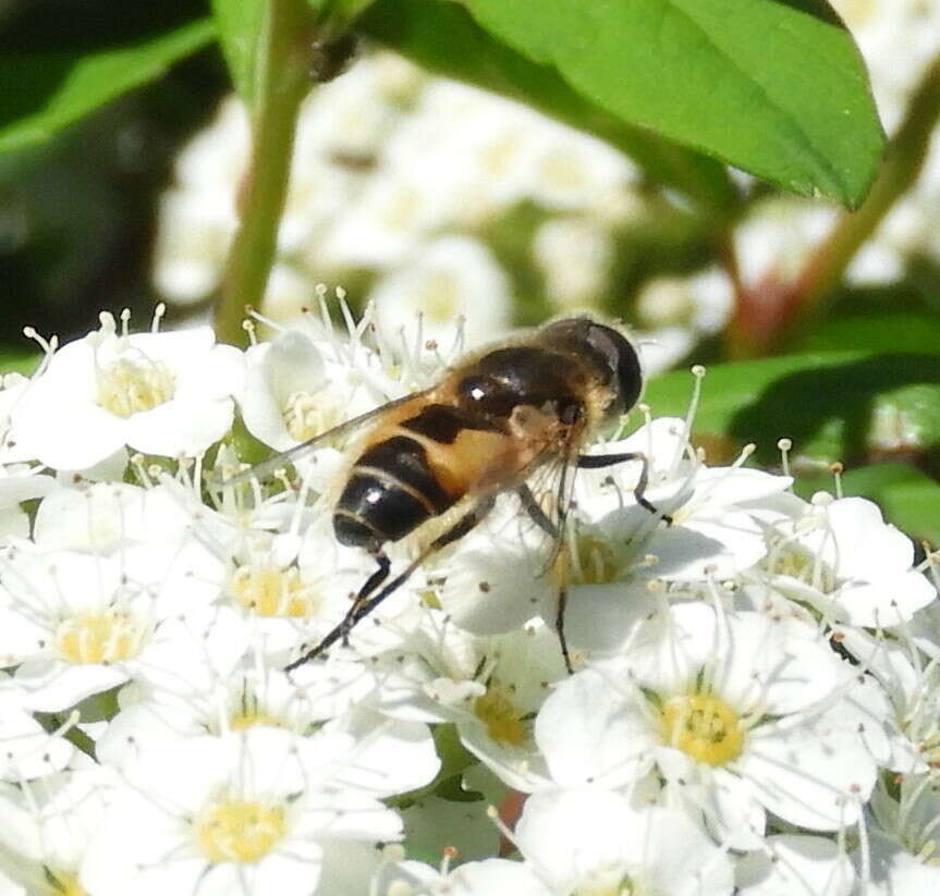 Image of Eristalis brousii Williston 1882