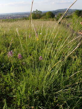 Plancia ëd Helictochloa pratensis (L.) Romero Zarco