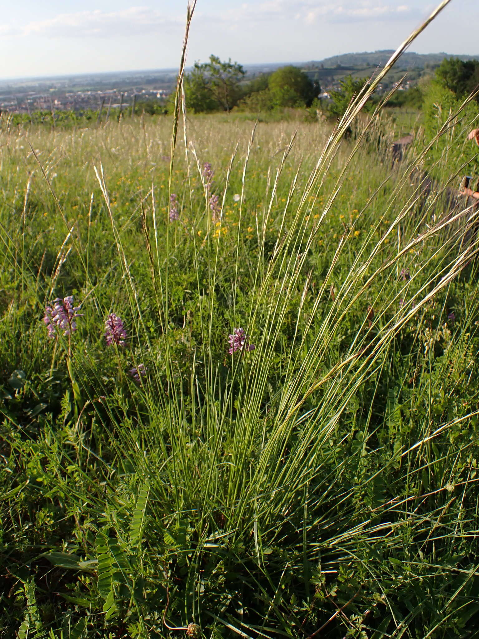 Image of Helictochloa pratensis (L.) Romero Zarco