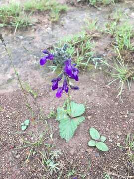 Image de Salvia nana Kunth