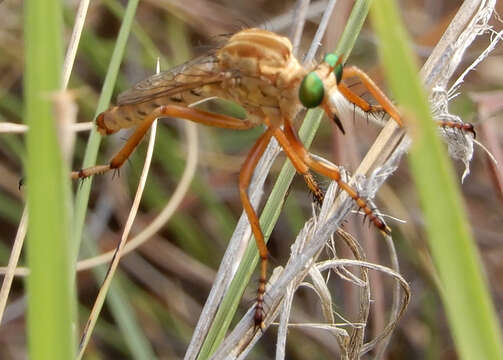 Image of Diogmites angustipennis Loew 1866