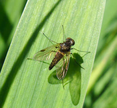 Image of Chrysopilus cristatus