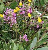 Image of Rocky Mountain Lousewort