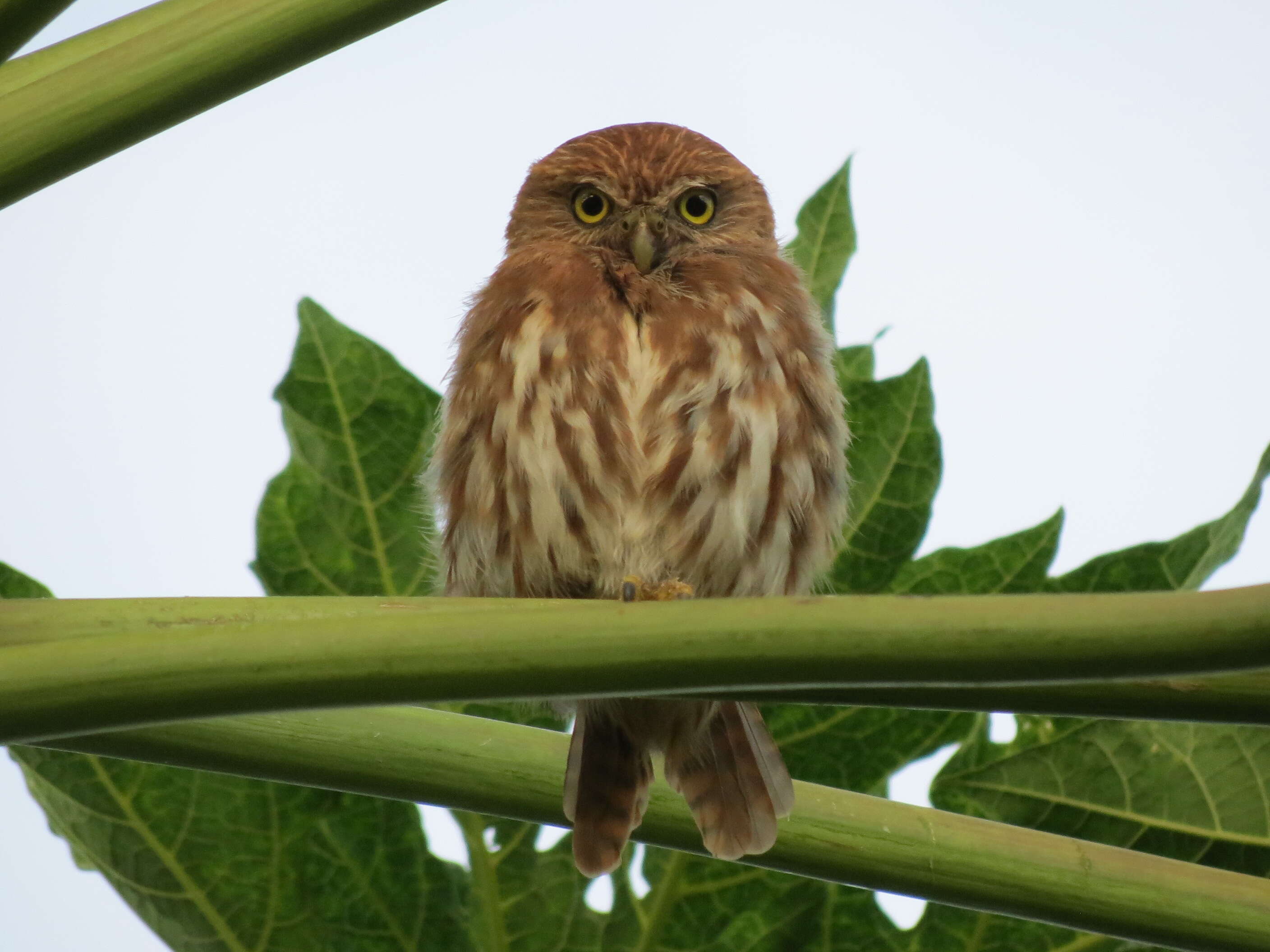 Image of Ferruginous Pygmy Owl