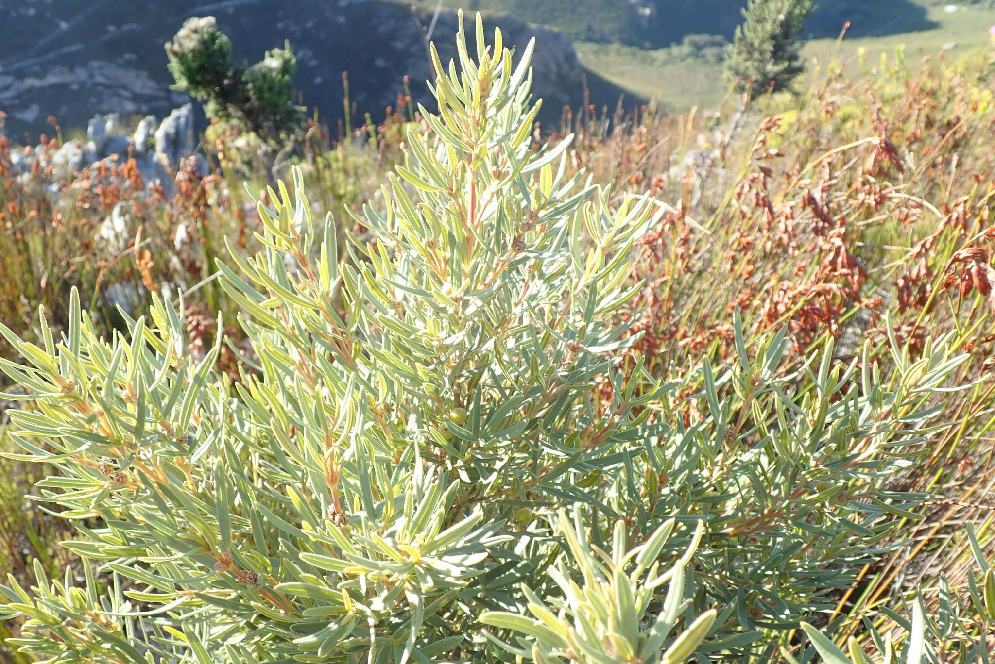 Imagem de Grubbia tomentosa (Thunb.) Harms