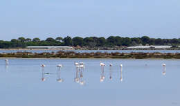 Imagem de Phoenicopterus roseus Pallas 1811