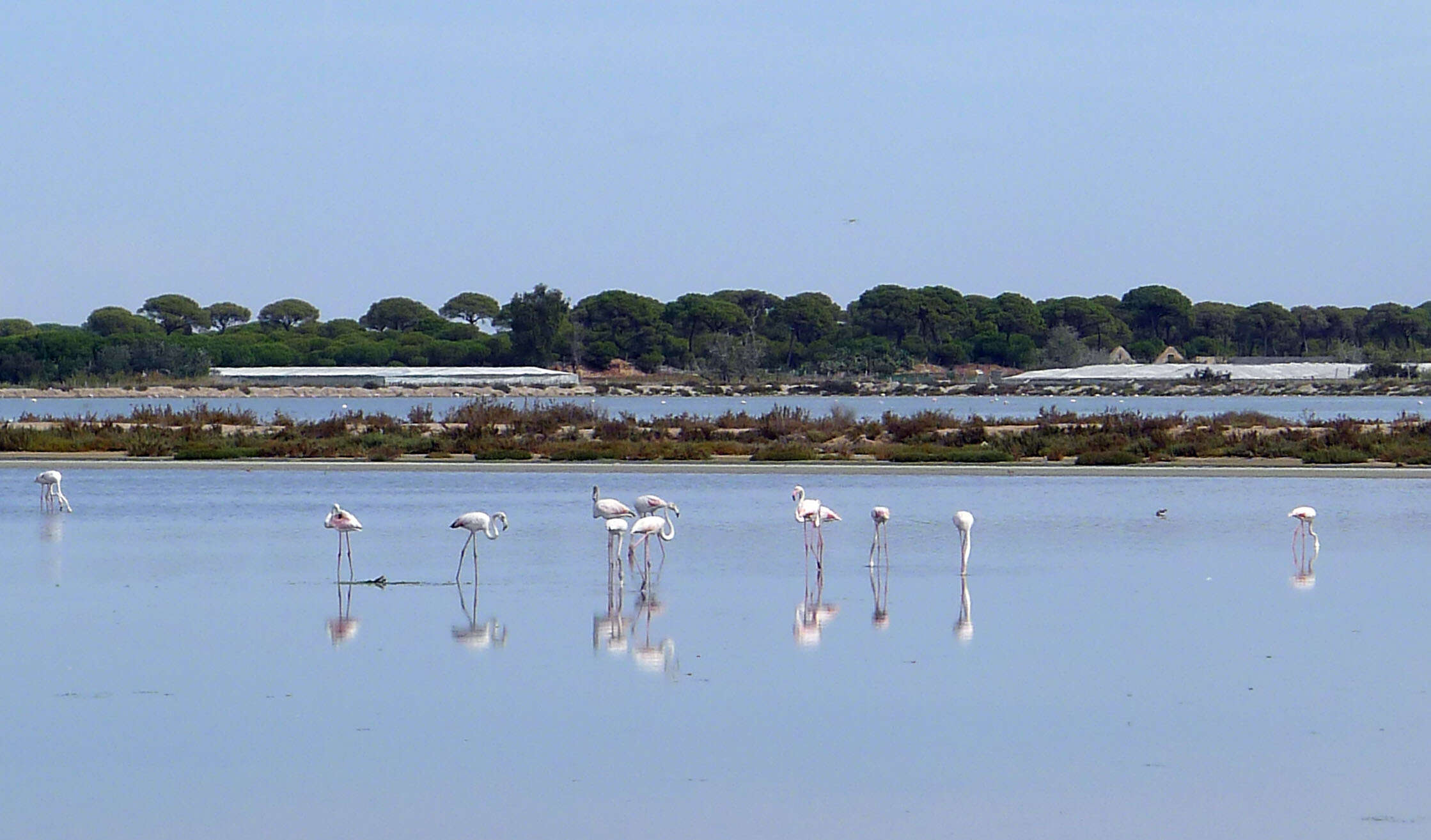 Imagem de Phoenicopterus roseus Pallas 1811