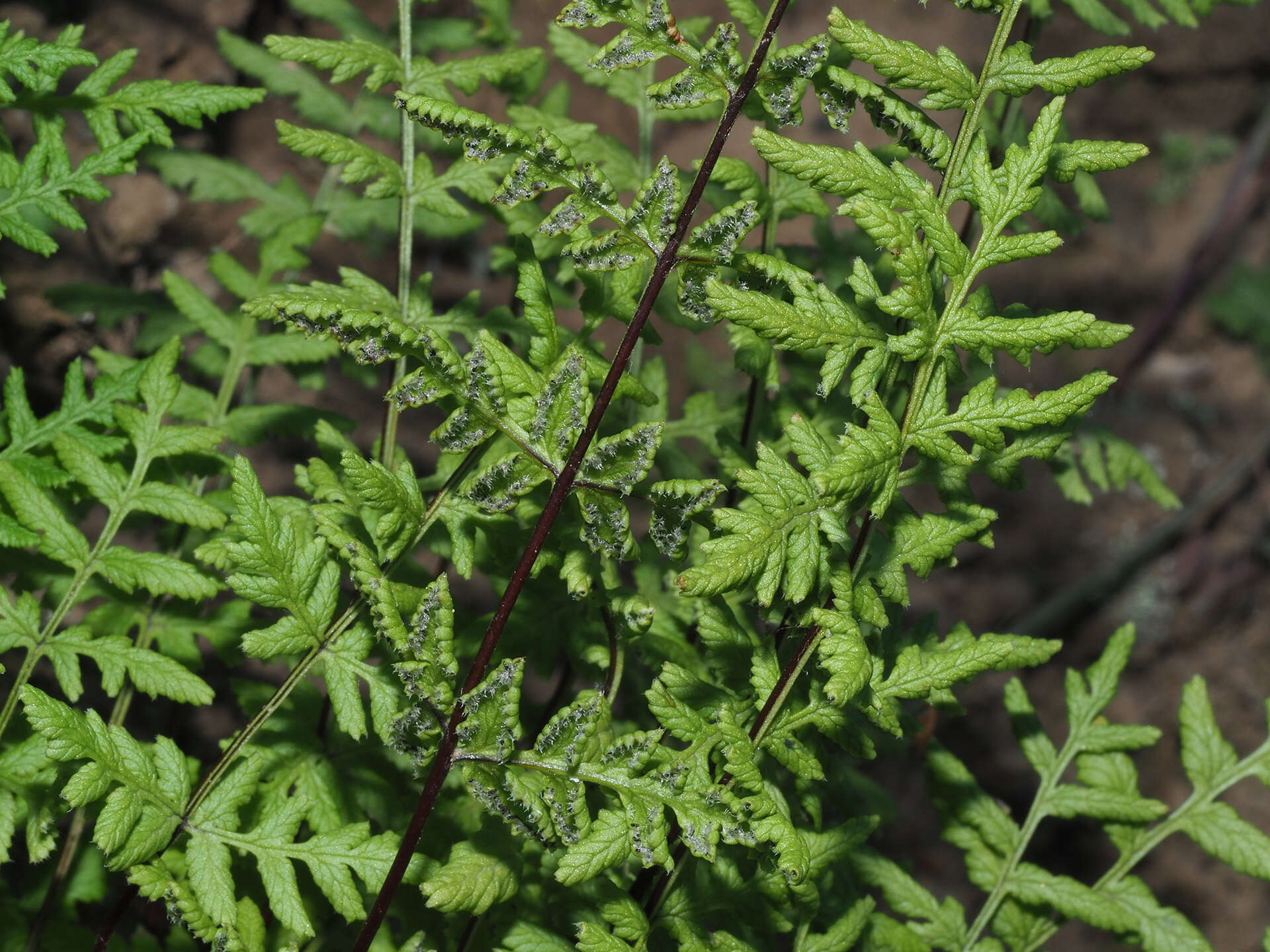 Image of Cheilanthes multifida subsp. multifida