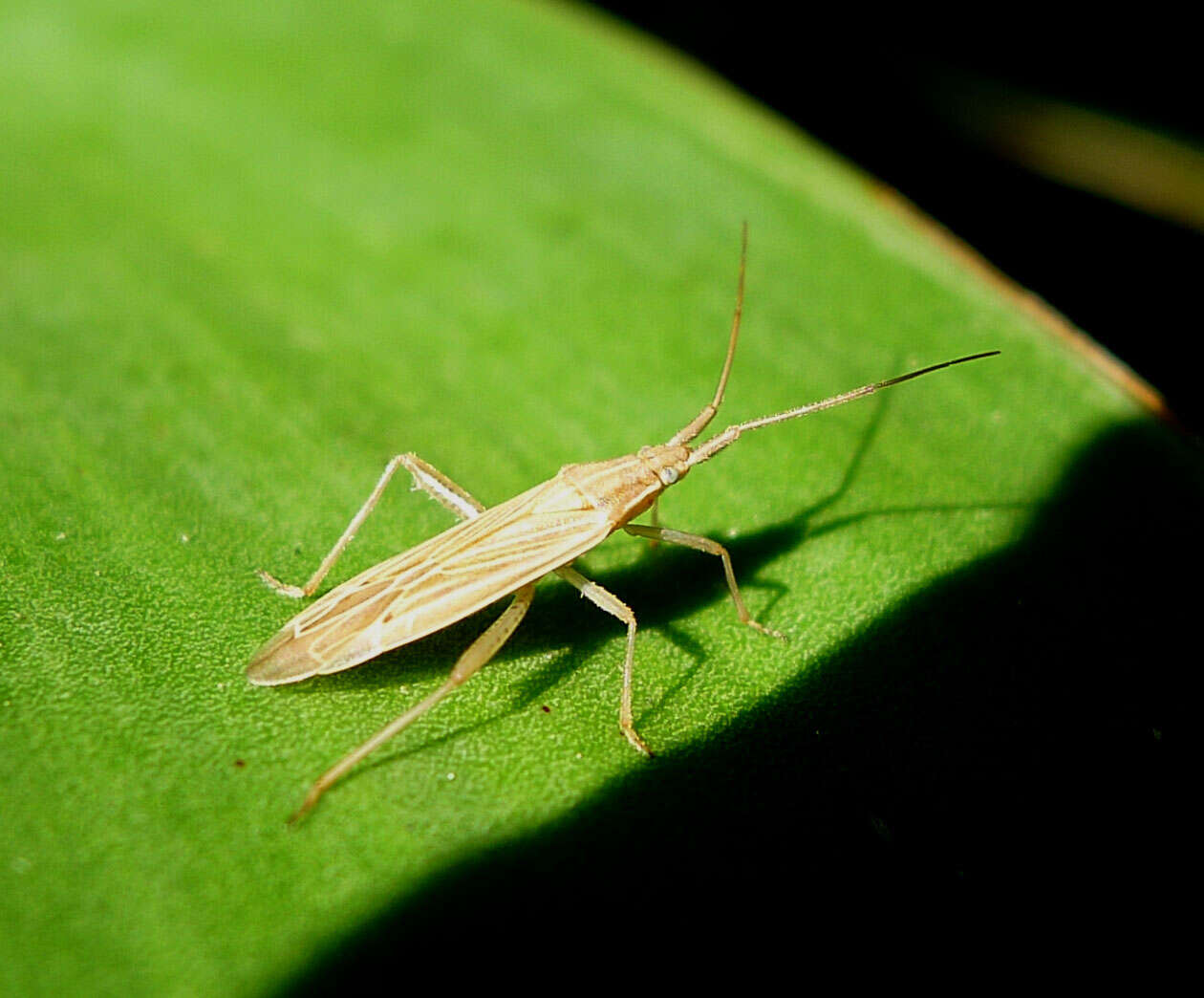 Stenodema calcarata (Fallen 1807) resmi