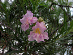 Image of desert willow