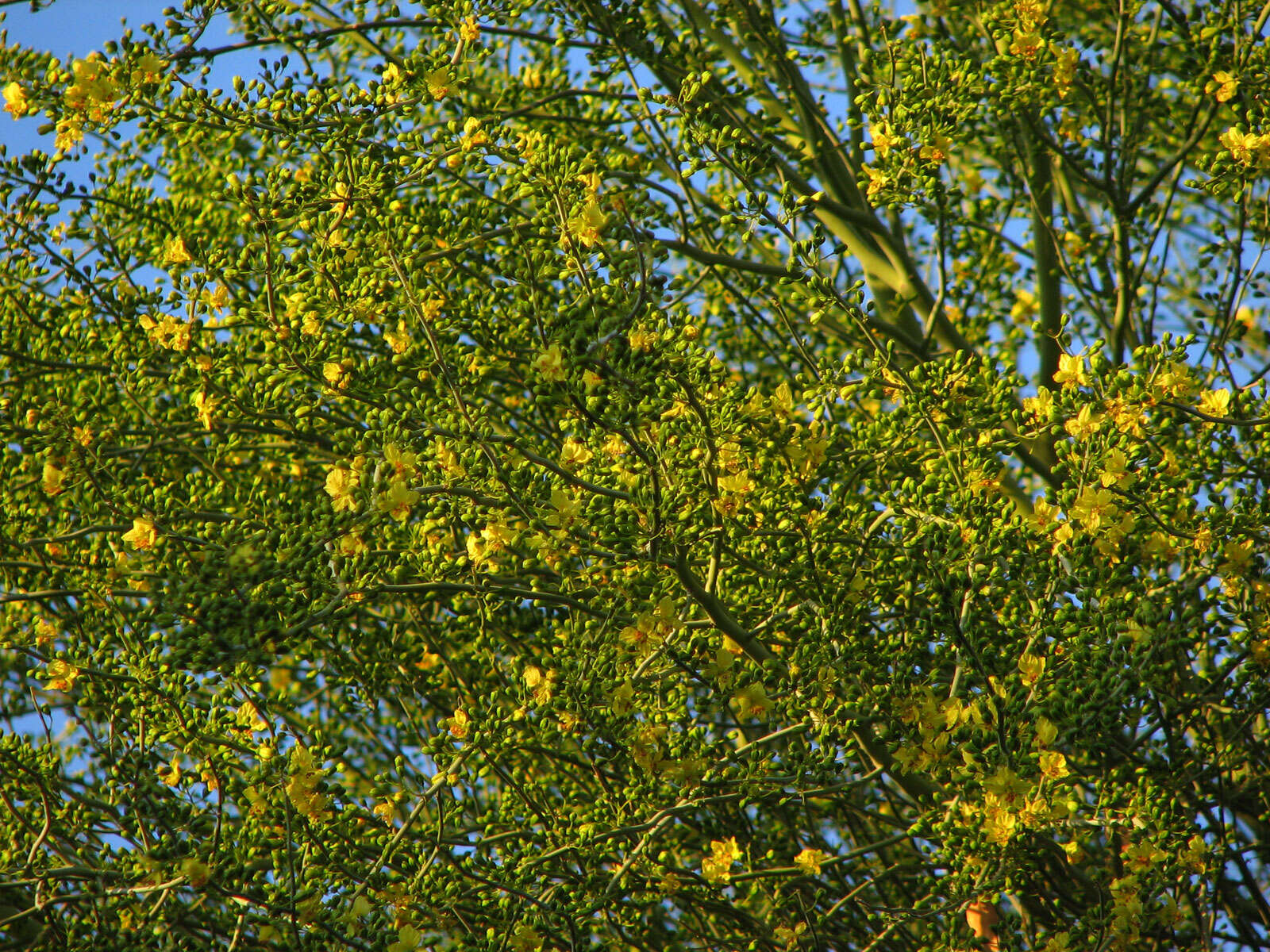 Image of Cercidium floridum