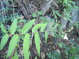 Image of Tripogandra grandiflora (Donn. Sm.) Woodson