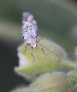 Image de Lithariapteryx jubarella Comstock 1940