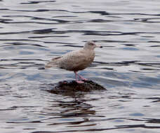 Image of Glaucous Gull