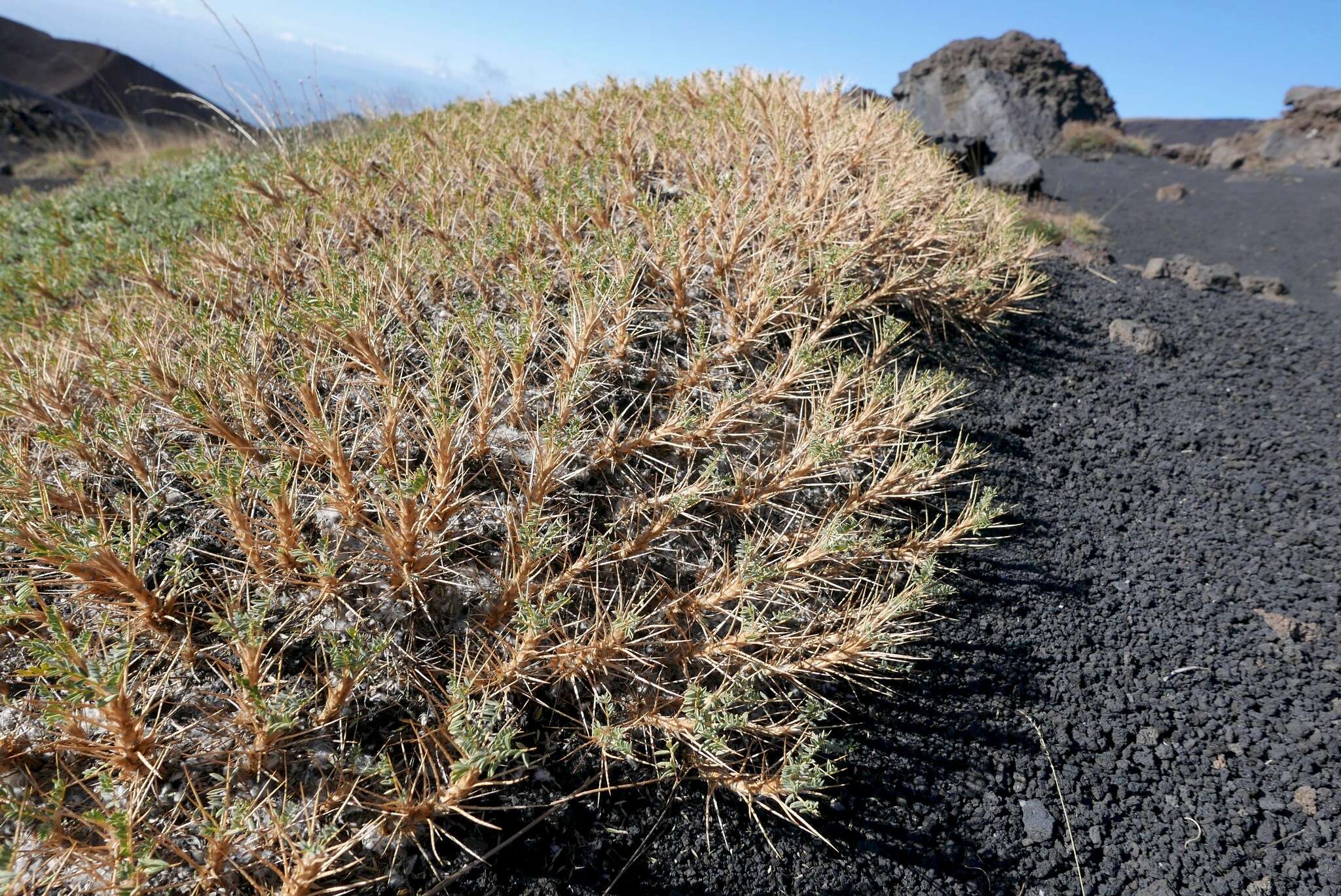 صورة Astragalus siculus Rafin.