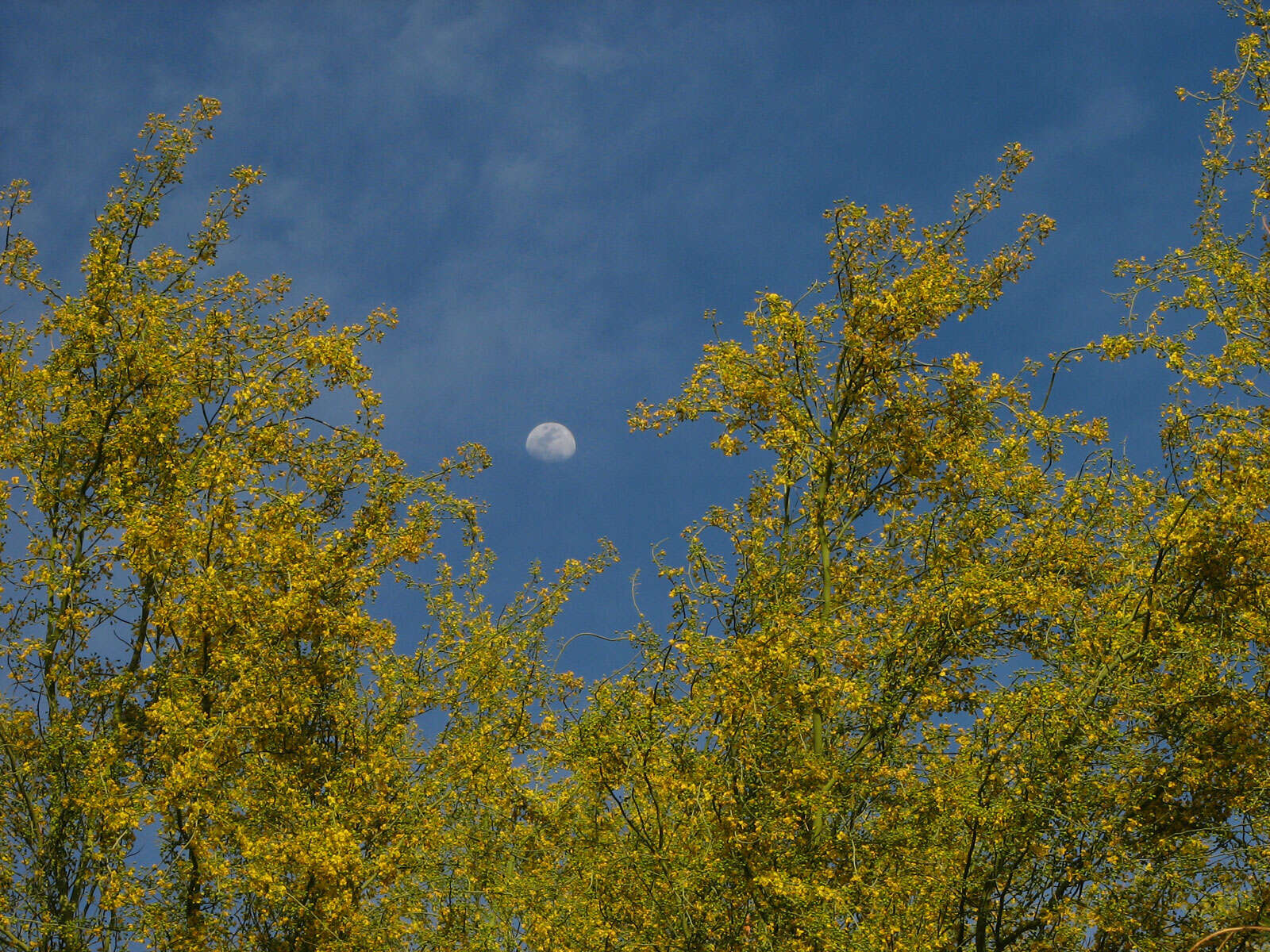 Image of Cercidium floridum