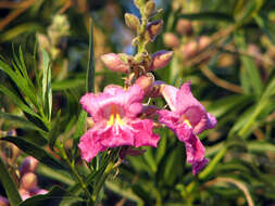 Image of desert willow