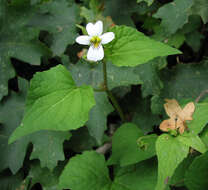 Imagem de Viola canadensis L.