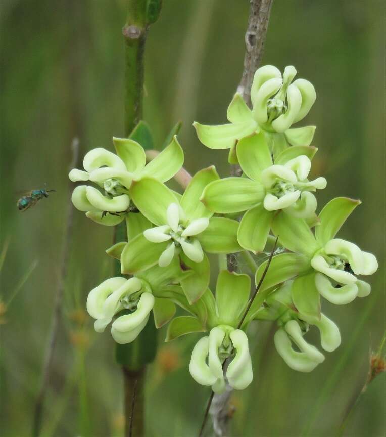 Imagem de Asclepias connivens Baldw. ex Ell.