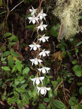 Слика од Aerangis modesta (Hook. fil.) Schltr.