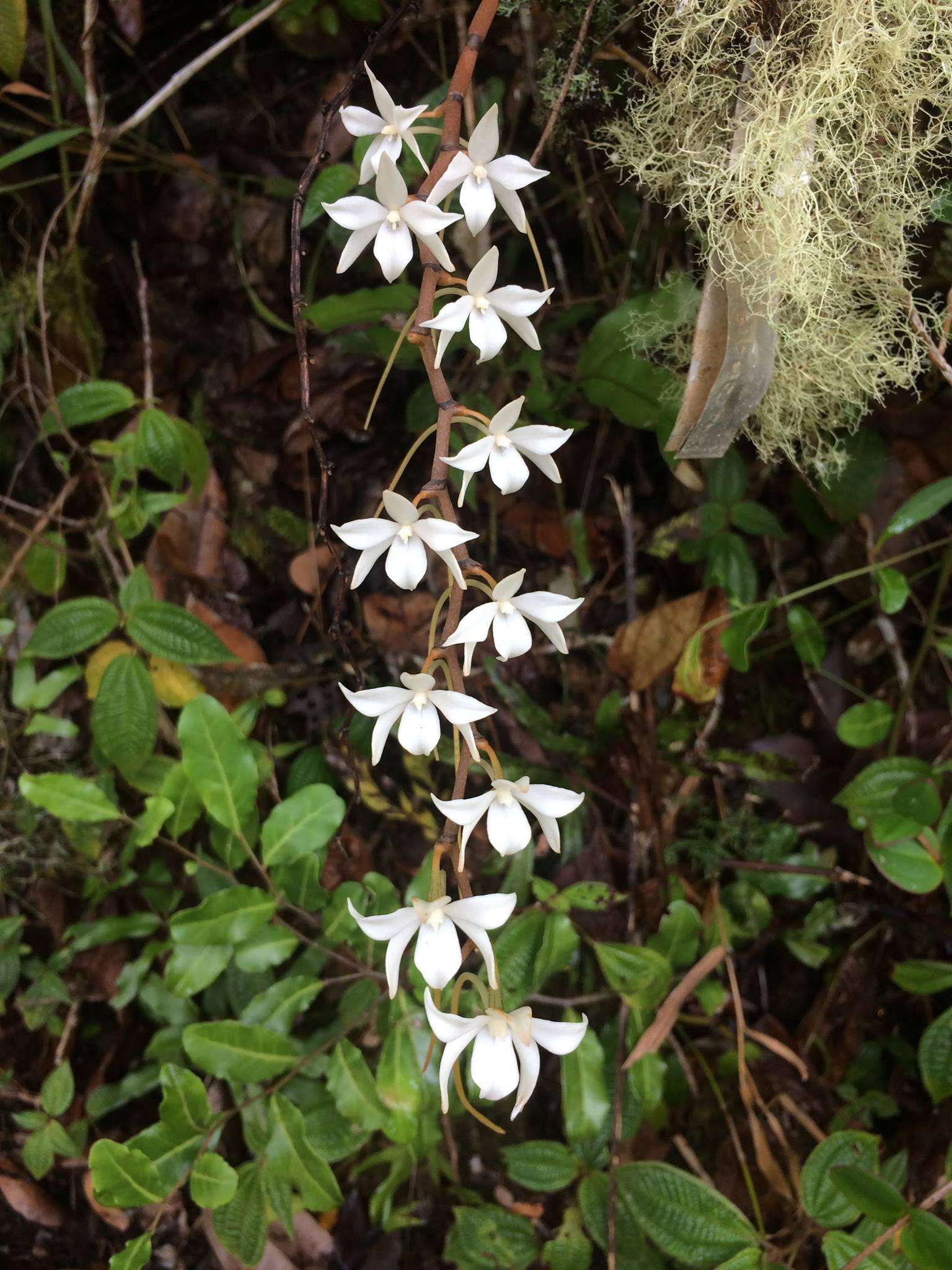 Image of Aerangis modesta (Hook. fil.) Schltr.