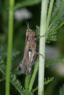 Image of woodland grasshopper