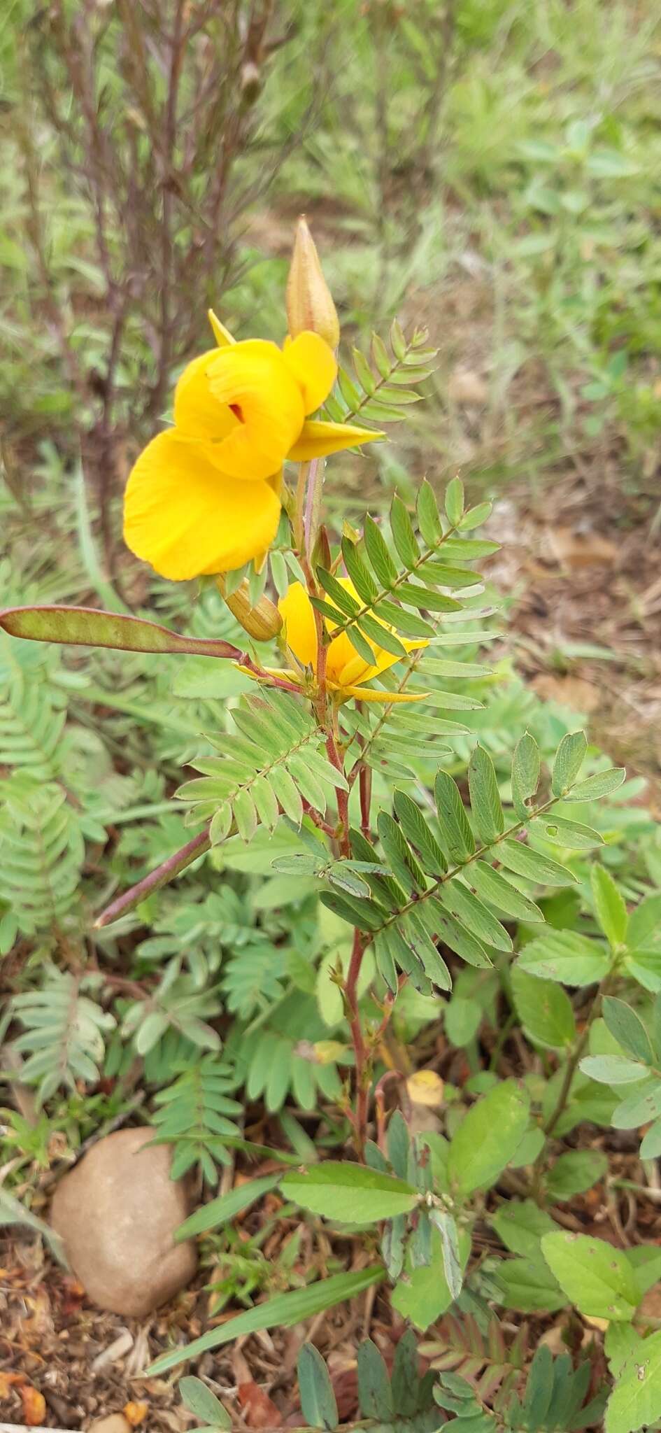 Image de Chamaecrista repens (Vogel) H. S. Irwin & Barneby