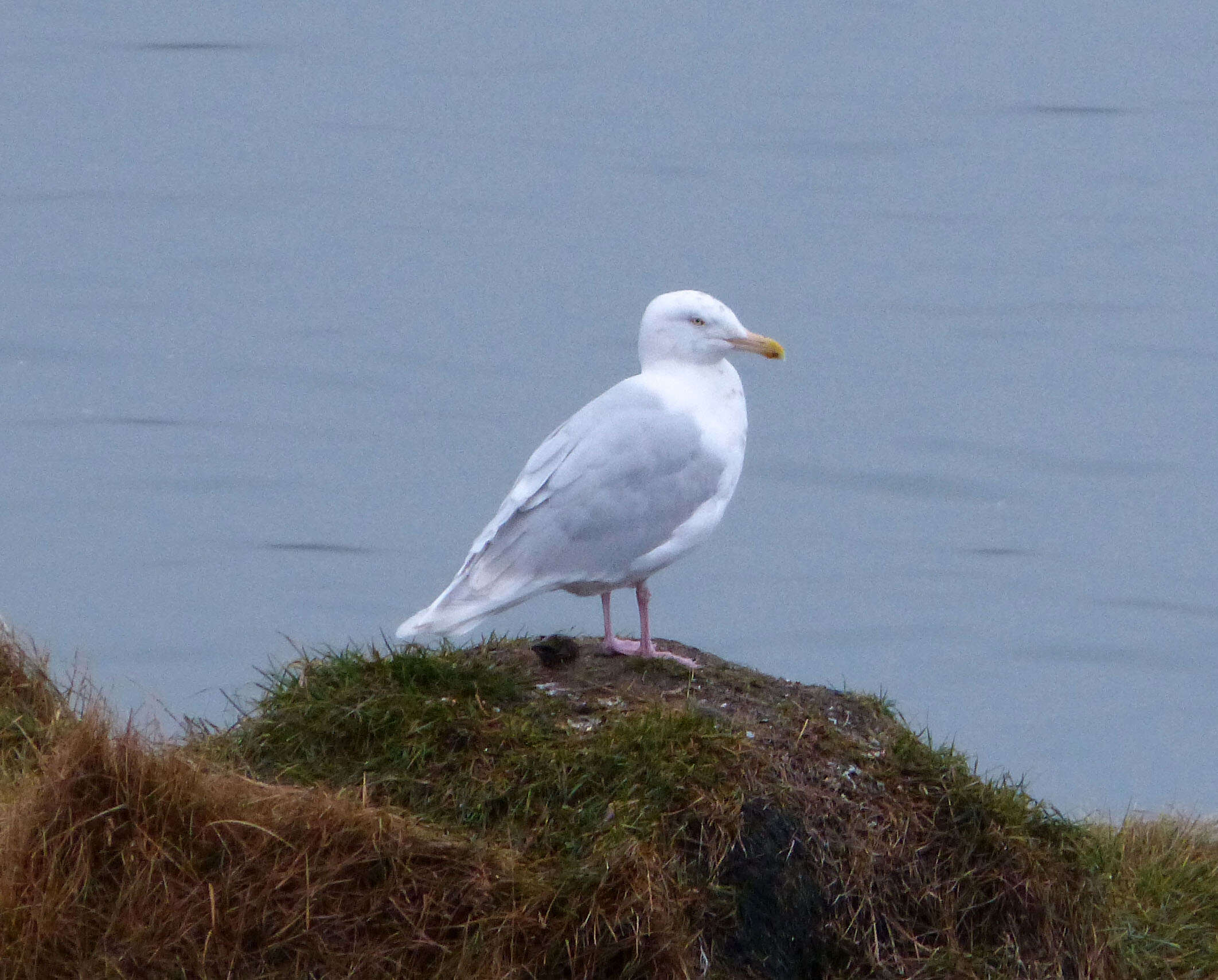 Image of Iceland Gull