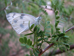 Image of Checkered White