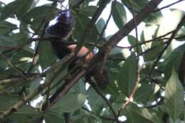 Image of Gambian Sun Squirrel