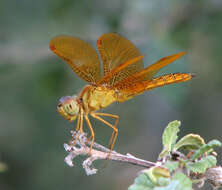 Image of Mexican Amberwing