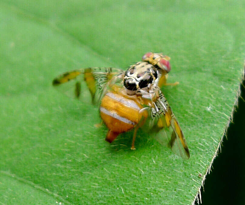 Image of Mediterranean fruit fly