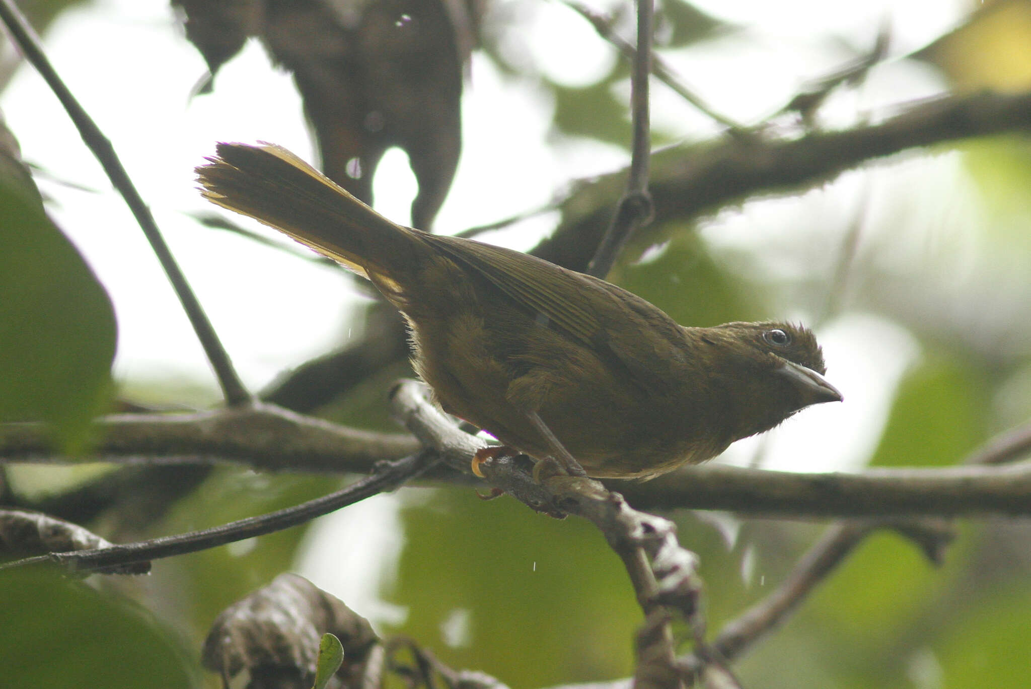 Image of Ochre-breasted Tanager