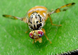 Image of Mediterranean fruit fly