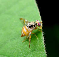 Image of Mediterranean fruit fly