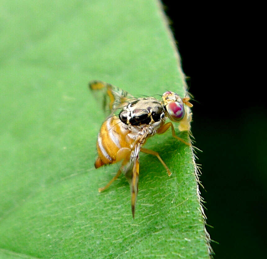 Image of Mediterranean fruit fly