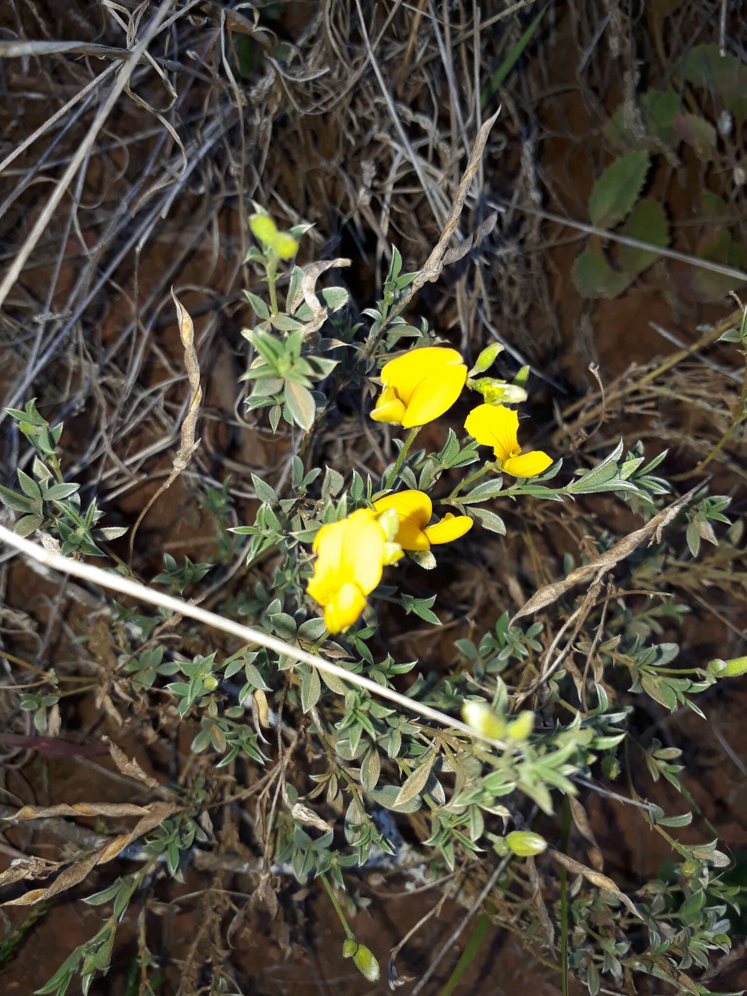 Image of Argyrolobium polyphyllum Eckl. & Zeyh.