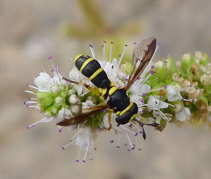 Image of Ceriana vespiformis (Latreille 1809)