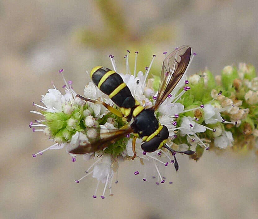 Image of Ceriana vespiformis (Latreille 1809)