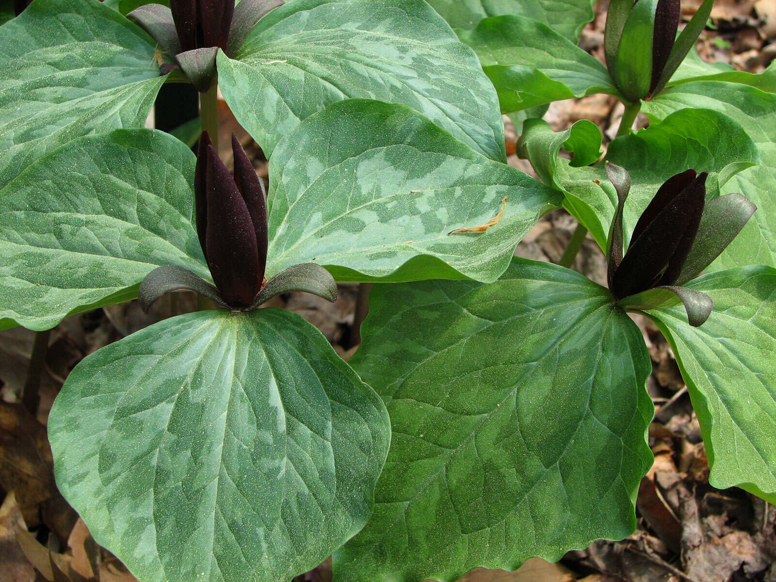 Imagem de Trillium cuneatum Raf.