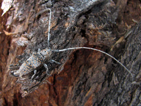 Image of Twig Girdling Beetles