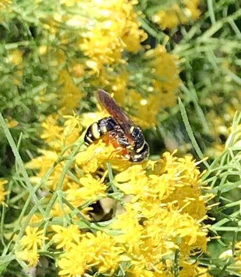 Philanthus ventilabris Fabricius 1798的圖片