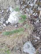 Image de Artemisia pubescens Ledeb.