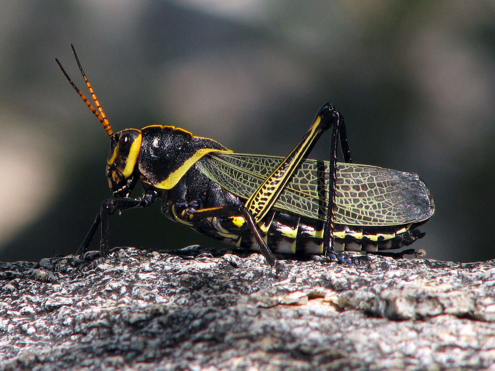 Image of Horse Lubber