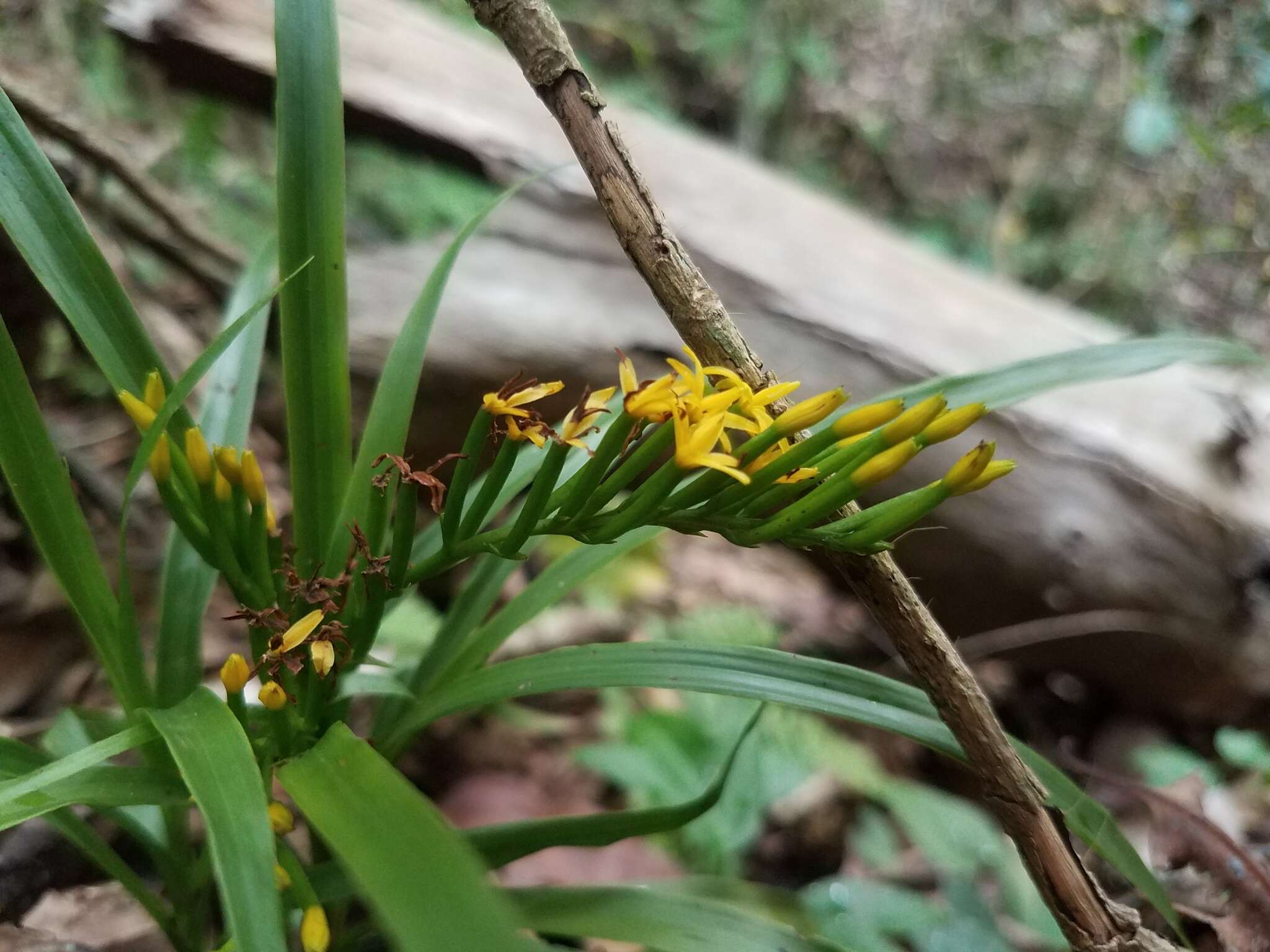 Image of Grass orchids