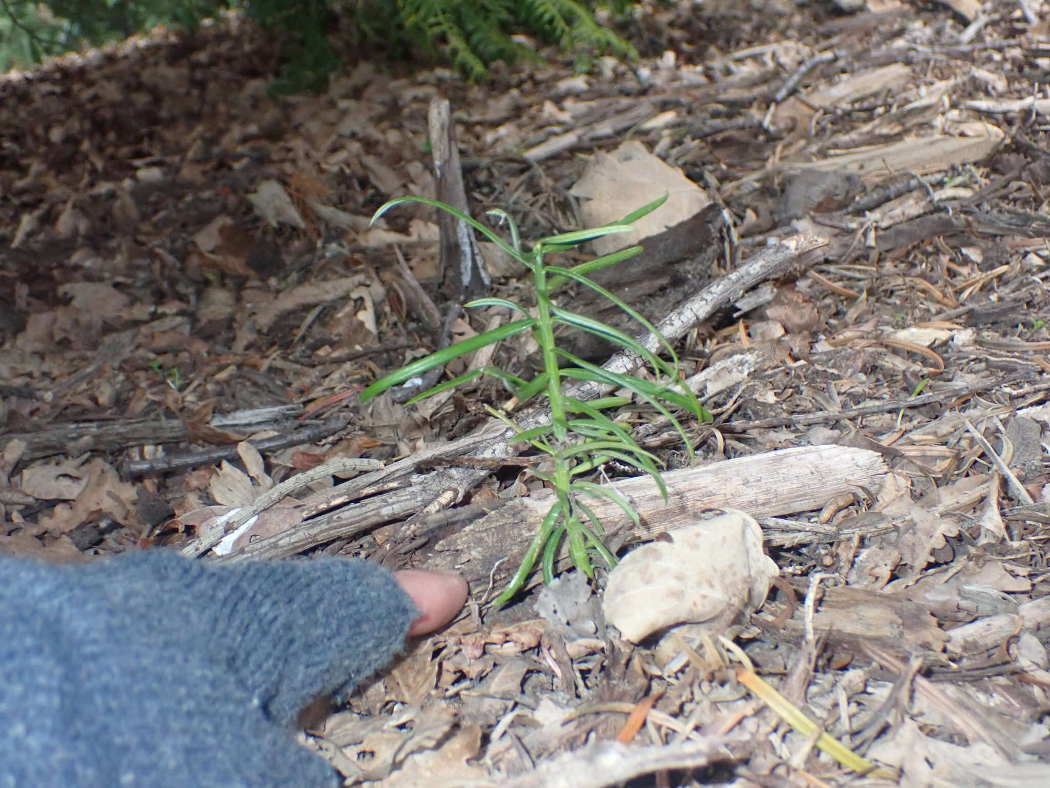 Image of Fortune's Yew Plum