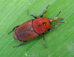 Image of Red palm weevil